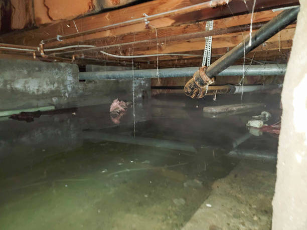 Best Basement water damage restoration  in Treasure Island, FL
