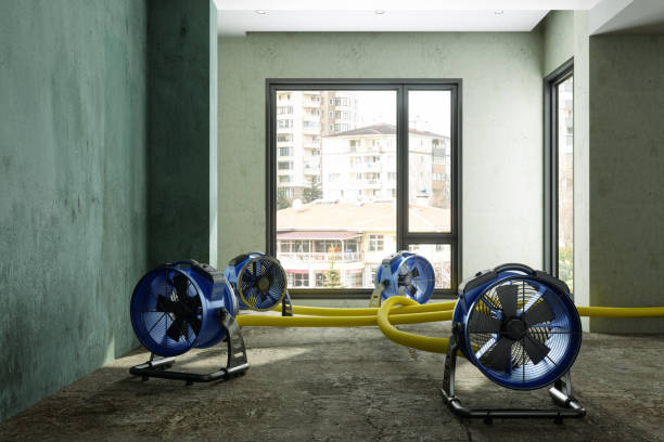 Best Professional water damage repair  in Treasure Island, FL